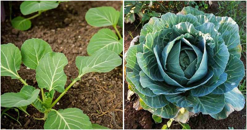 9 Common Mistakes When Growing Cabbage