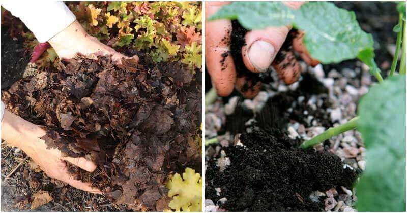 9 Natural Materials To Improve Soil Without Compost Pile