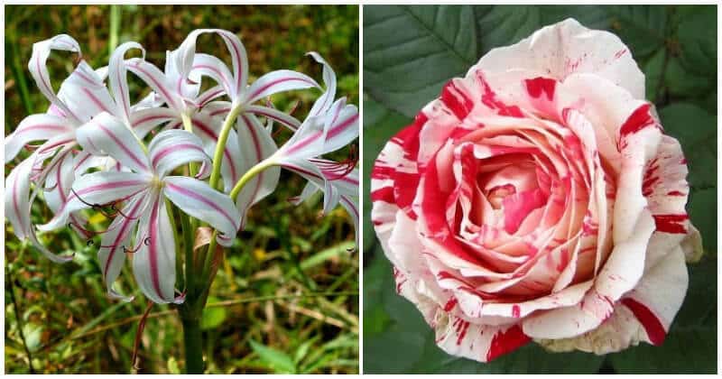 Beautiful Striped Flowers To Grow In Your Garden