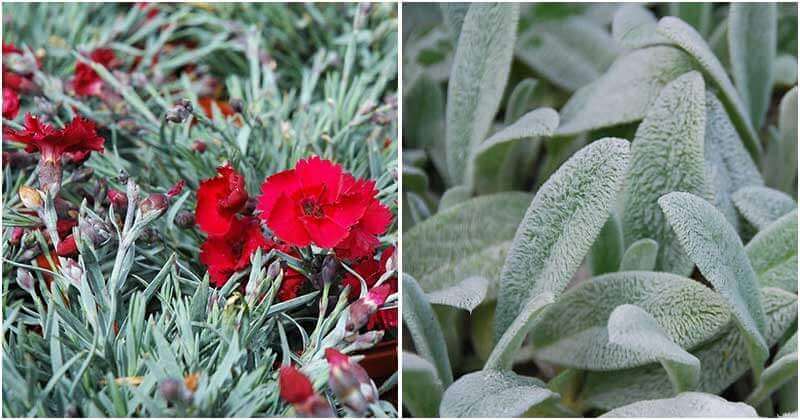 Best Silver Plants To Grow In Your Yard