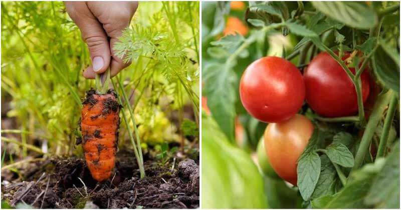 The Collection of 10 Fastest-Growing Vegetables In India