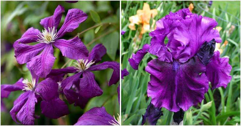 The Most Beautiful Purple Perennial Flowers Will Bloom In Your Garden Forever