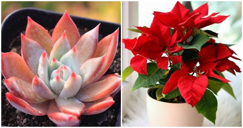 10 Beautiful Indoor Plants That Have Color Like Rose