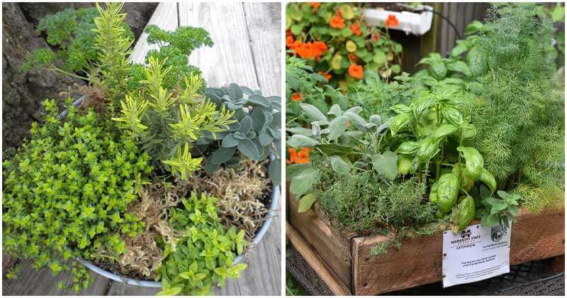 10 Best Herbs To Grow Together in A Pot