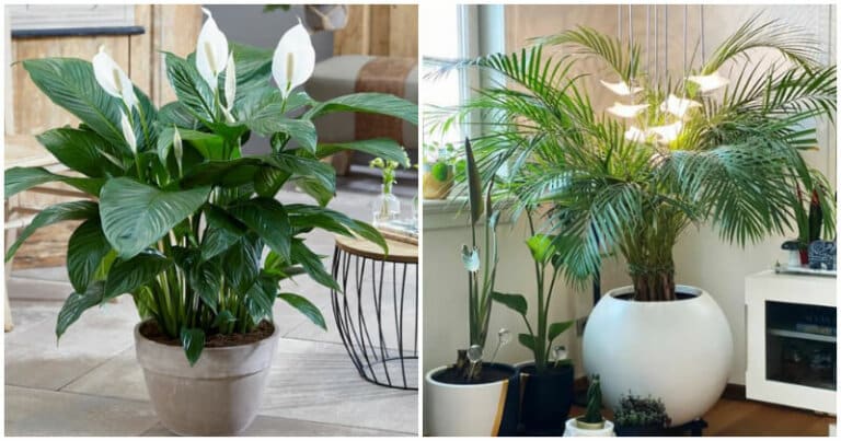 10 Best Indoor Plants That Are Good For Healthy Lungs 768x403 
