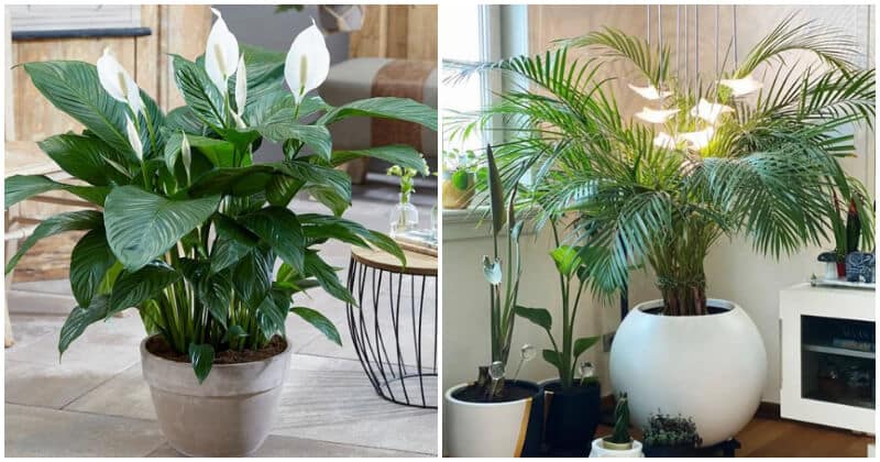 10 Best Indoor Plants That Are Good For Healthy Lungs