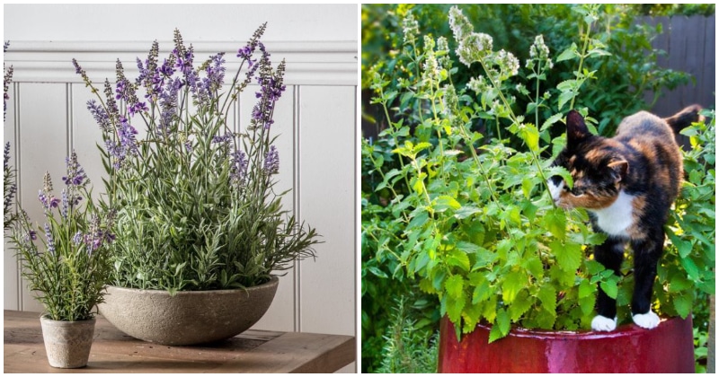 11 Common Herbs That You Can Grow Easily From Layering