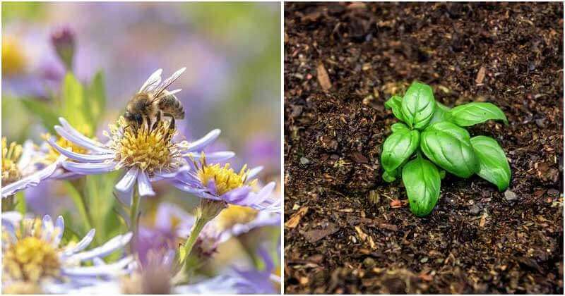 11 Effective Organic Pest Control Methods In Garden