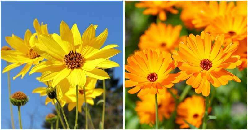 13 Stunning Types of Flowers That Look Like Sunflower