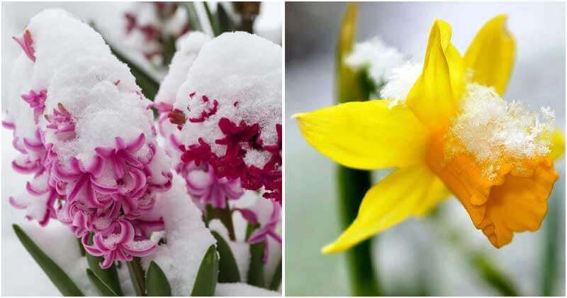 14 Frost Tolerant Flowers Of The Cold Weather