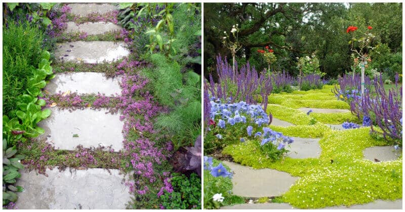 15 Best Walkable Groundcovers That Are Perfect For Your Garden Path ...