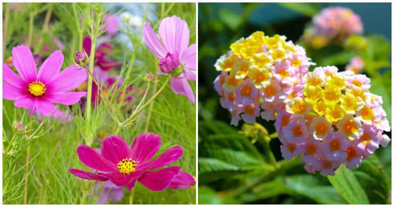 15 Full Sun Annual Flowers For Your Summer Garden