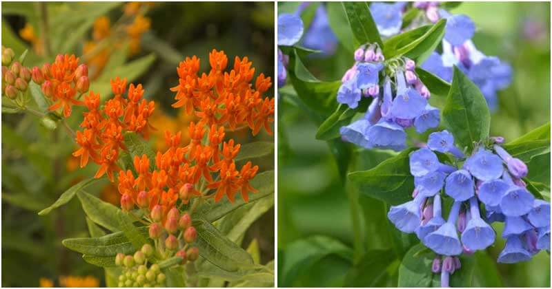 15 Perennial Plants To Attract Bees To Your Garden