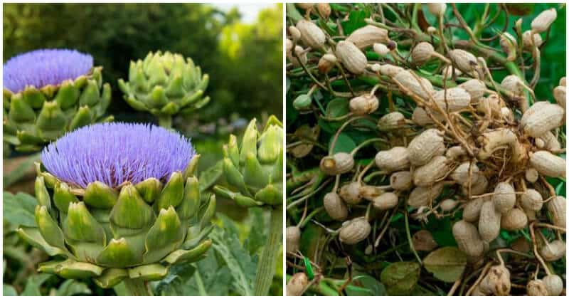 17 Perennial Vegetables To Grow In Spring
