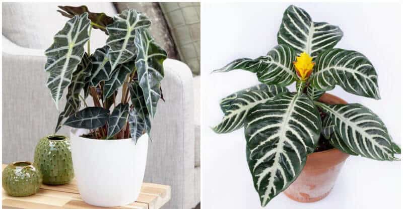 18 Beautiful White Striped Indoor Plants