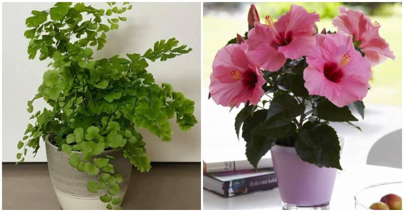 18 Houseplants Grow Quickly To Give Green Touching For A Short Times