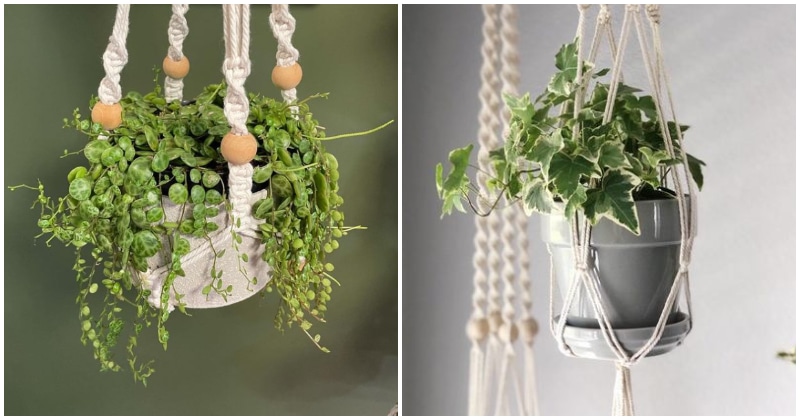 19 Houseplants That You Can Grow in Macramé Plant Hangers