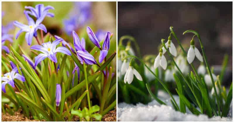 24 Winter Flowers To Add Vibrant Color To The Garden