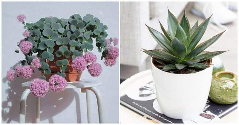 25 Beautiful and Unique Blue Succulents To Add Color To Decorate Your Home