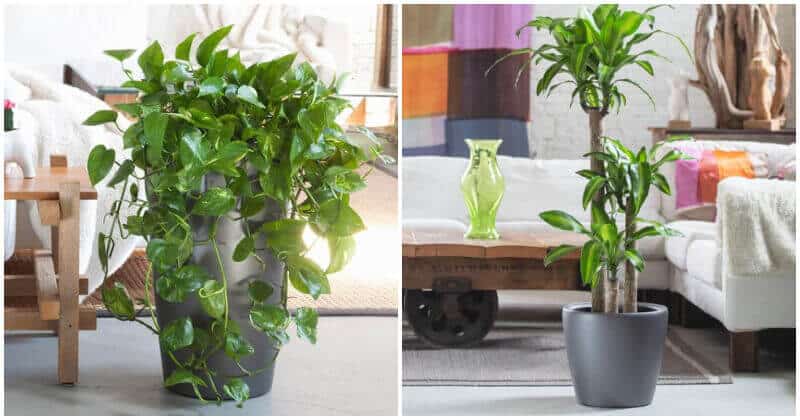 30 Best Houseplants To Place In Your Living Rooms