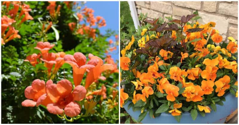 30 Eye-catching Orange Flowers That Give A Vibe Appeal To Your Garden