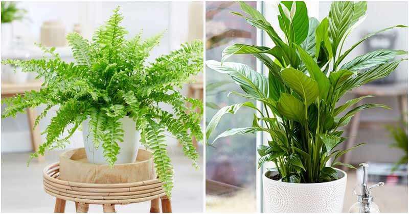 5 Sadness-Fighting Indoor Plants You Should Know