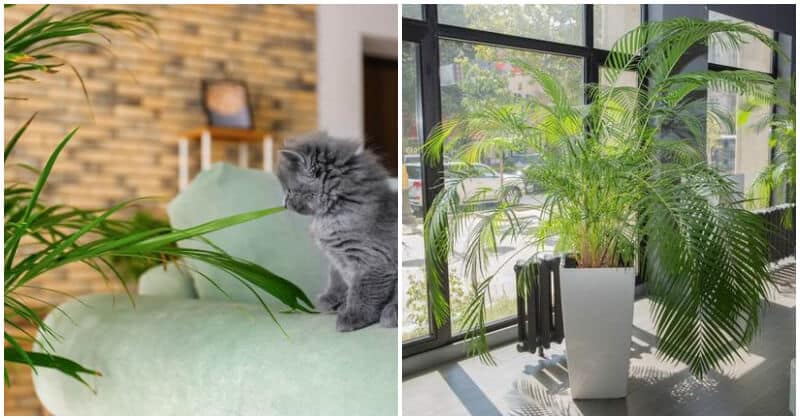 8 Awesome Areca Palm Benefits To Place Indoors