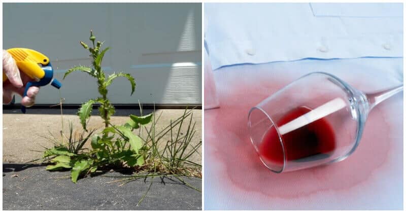 Awesome Ways To Use Leftover Wine In Your Garden And Home