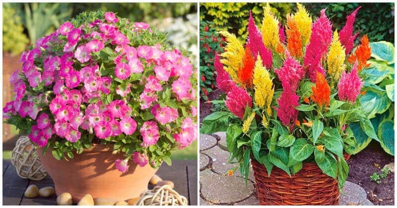 Beautiful Full-Sun Flowers For Container Garden