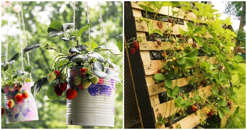 Easy DIY Strawberry Planter To Grow In Small Spaces