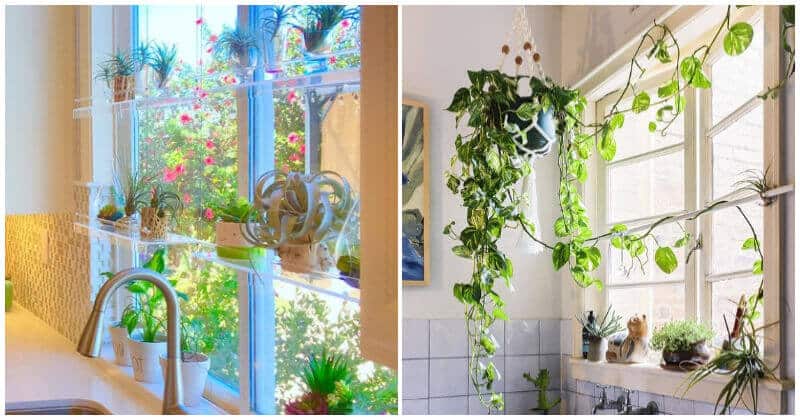 Inspiring Pictures of Indoor Plants Place On The Kitchen
