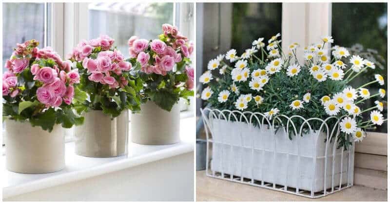 Shimmering Indoor Mini Flower Garden Ideas To Place On Your Windowsill