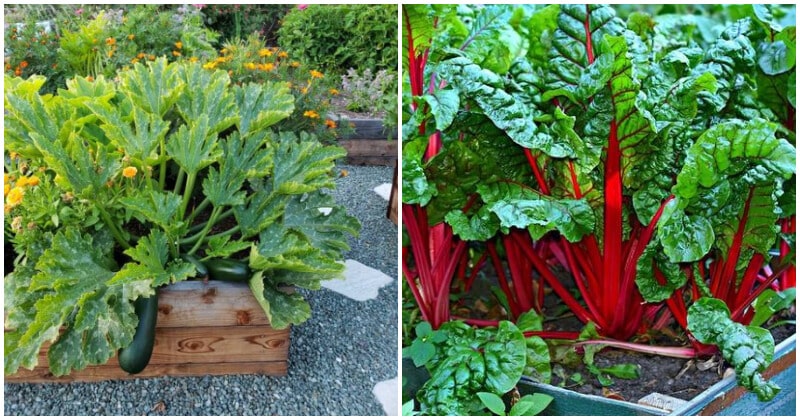 Top 10 Vegetables To Grow In Raised Beds