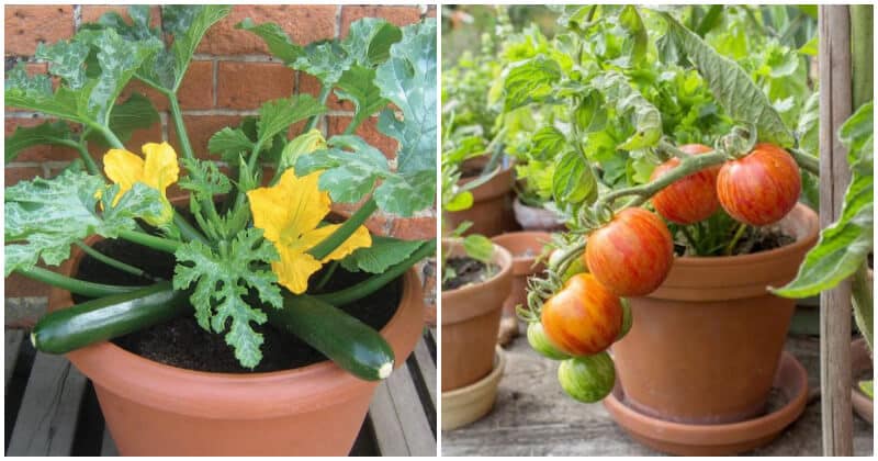 Top 8 Summer Vegetables To Grow In Pots