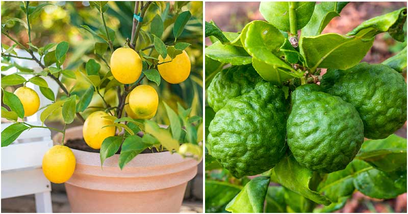 10 Best Citrus Trees To Grow In Containers and Pots