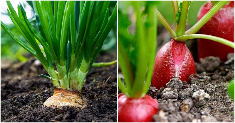 10 Carrot Companion Plants To Support Its Growth