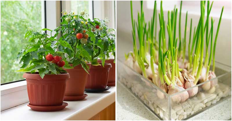 10 Healthy Vegetables That Can Grow Well Indoors