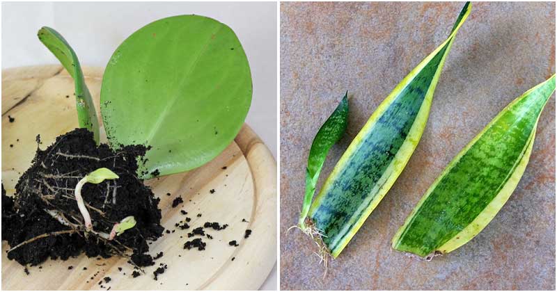 11 Houseplants That You Can Grow From Leaves