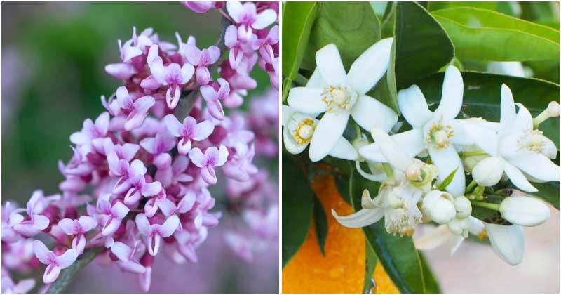 12 Flowering Trees That Grow In Hot Climates