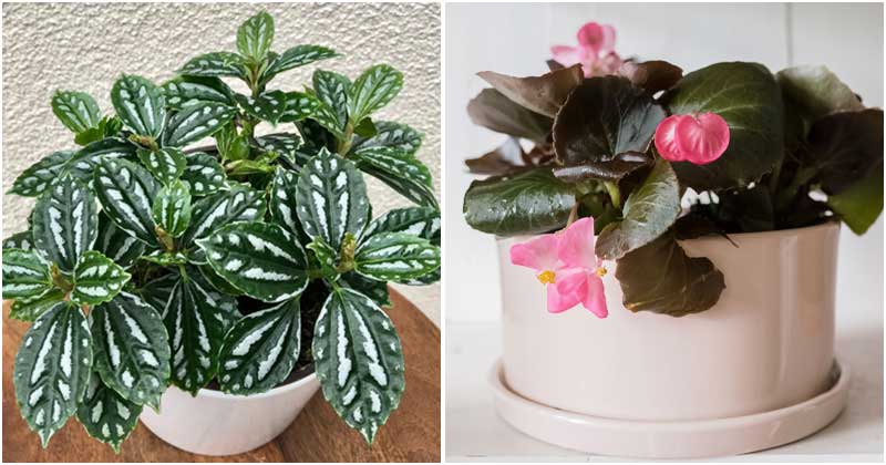 12 Pretty Indoor Plants That Grow In Medium Light Conditions