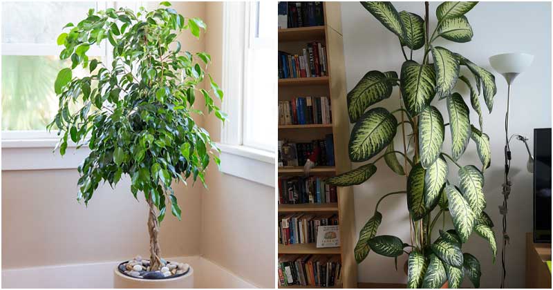 13 Houseplants That Grow Fast And Tall