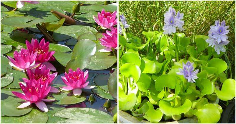 13 Pretty Small Water Plants To Grow In Mini Water Container Gardens