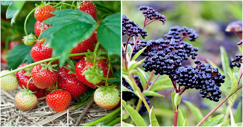 15 Easy-to-grow Berries That You Can Grow In The Garden