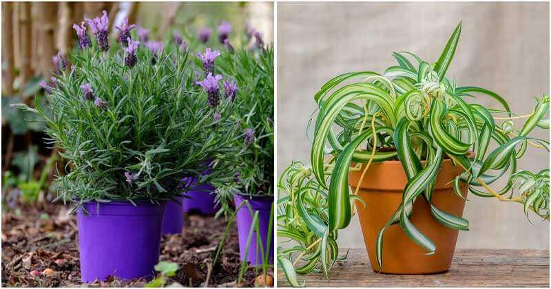 15 Great Healing Indoor Plants To Grow That Can Dramatically Improve Your Health