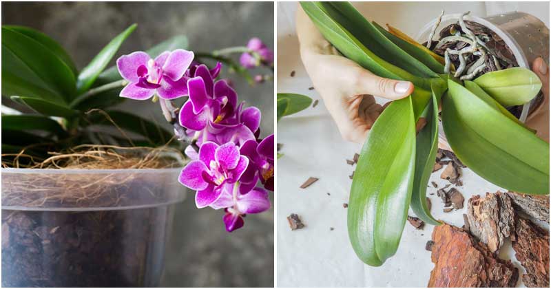 15 Popular Mistakes When Growing Orchids You Should Avoid