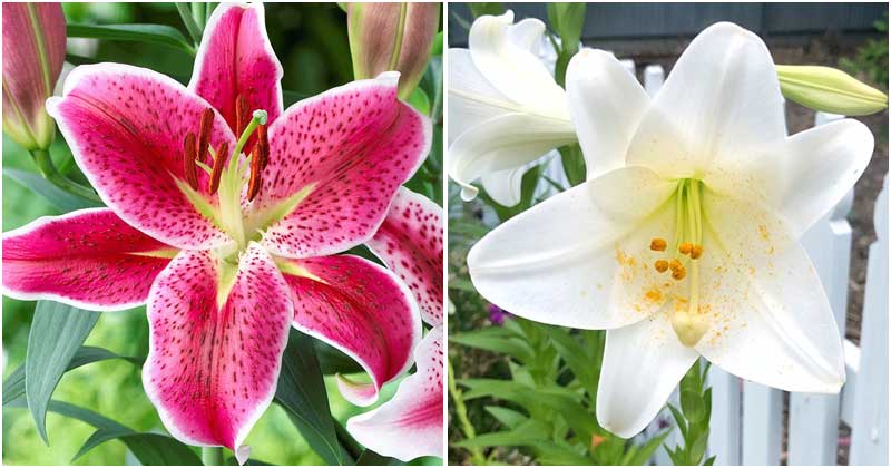 15 Pretty Lilies Varieties To Grow For A Beautiful Garden