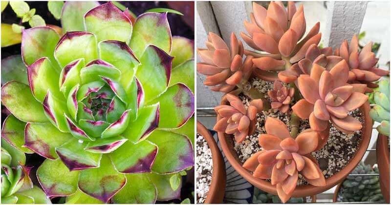 18 Colorful Succulents To Grow Indoors and Outdoors