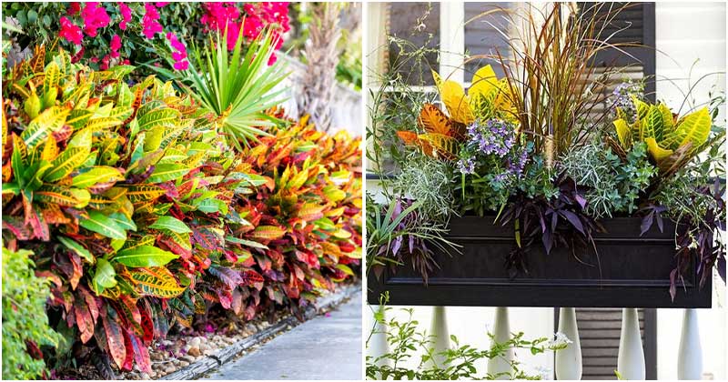 18 Eye-catching Landscaping Inspirations with Croton Plant