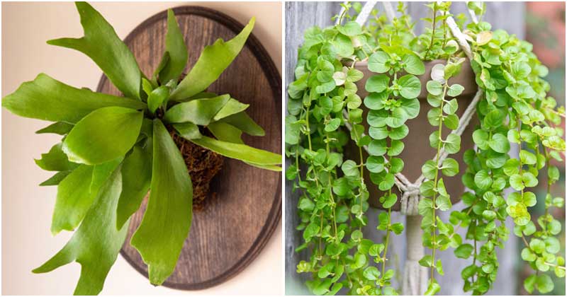 19 Beautiful South American Houseplants That You Will Want to Grow