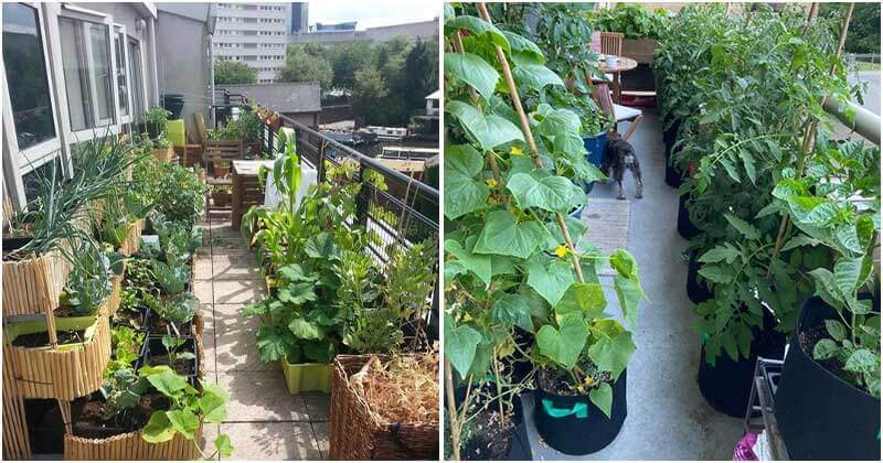 19 Edible Balcony Garden Ideas For Fresh Food All Year Round